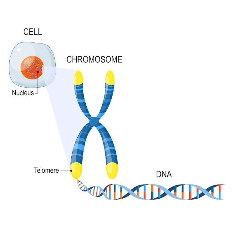 Telomere is a repeating sequence of double-stranded DNA located at the ends of chromosomes. Each tim...