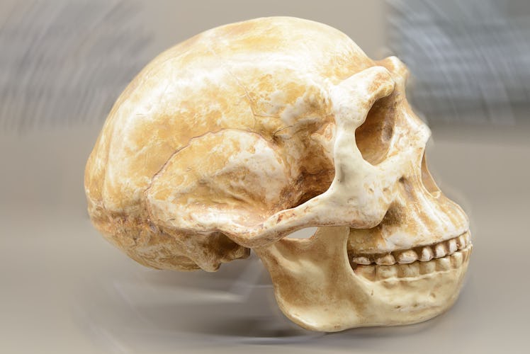 evolution of man: Homo erectus'  skull