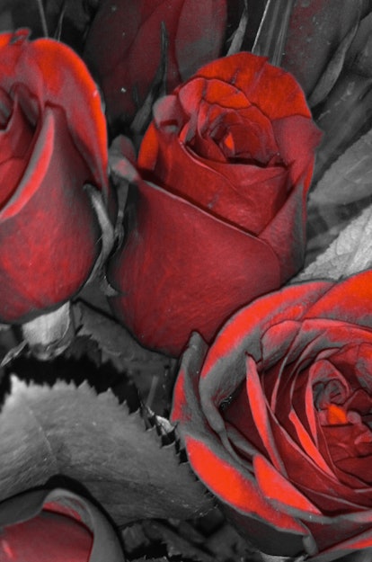A close-up photograph of a bouquet of red roses. I have lowered the saturation of everything in the ...