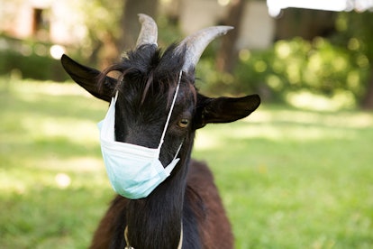 Portrait of a black Cameroon kid in a medical mask. The goat is in quarantine. Humor during the coro...