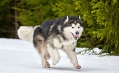 Running Malamute dog on sled dog racing. Winter dog sport sled team competition. Alaskan Malamute do...