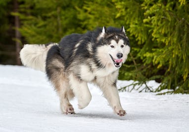 Running Malamute dog on sled dog racing. Winter dog sport sled team competition. Alaskan Malamute do...