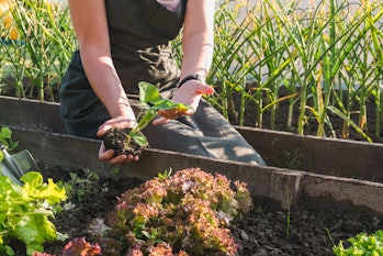 Gardening at home garden. Girl transplanting green plants in the home garden. Transplanting plants i...