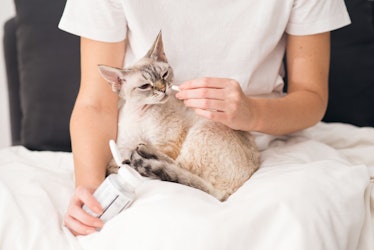 Giving a pill to a cat. Domestic cat sitting on owners hands and is getting it’s special medicine. H...