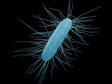 Clostridium difficile bacteria (isolated), 3d illustration