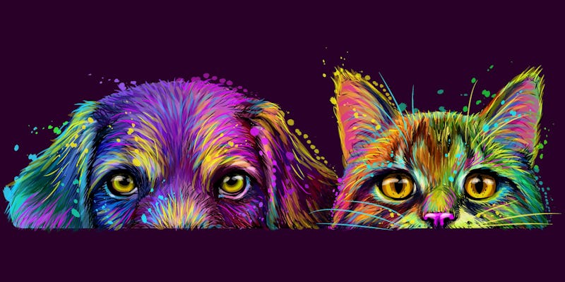 Dog and cat. Wall sticker.  Abstract, multicolored, neon portrait of a dog and cat in the style of p...