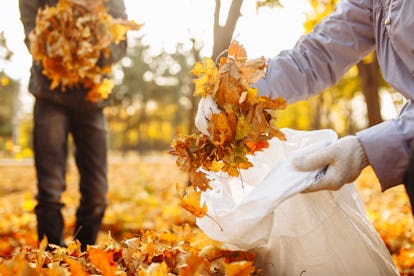 Hands collect and put the fallen leaves in a bag. A close-up shot of collection of leaves in an autu...