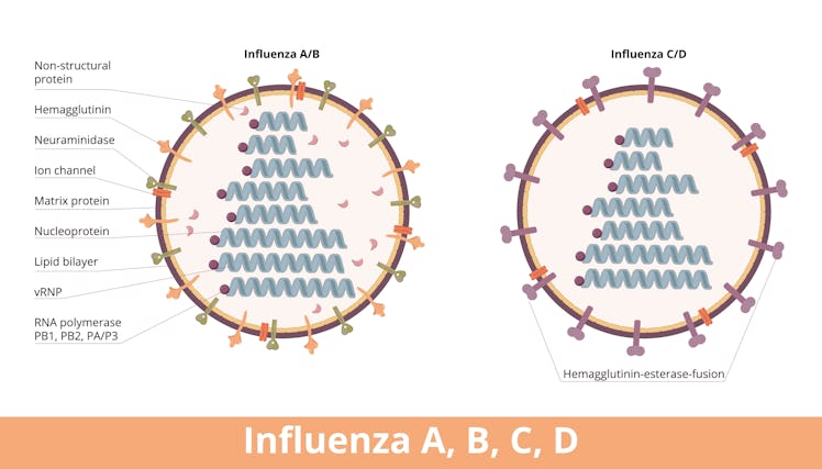 Influenza (types A, B, C, D). Four types of influenza virus cell, Influenza A and B (hemagglutinin a...