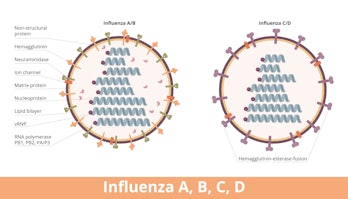 Influenza (types A, B, C, D). Four types of influenza virus cell, Influenza A and B (hemagglutinin a...