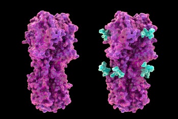 Molecular model of influenza virus hemagglutinin, with and without glycans, that modulate immune res...