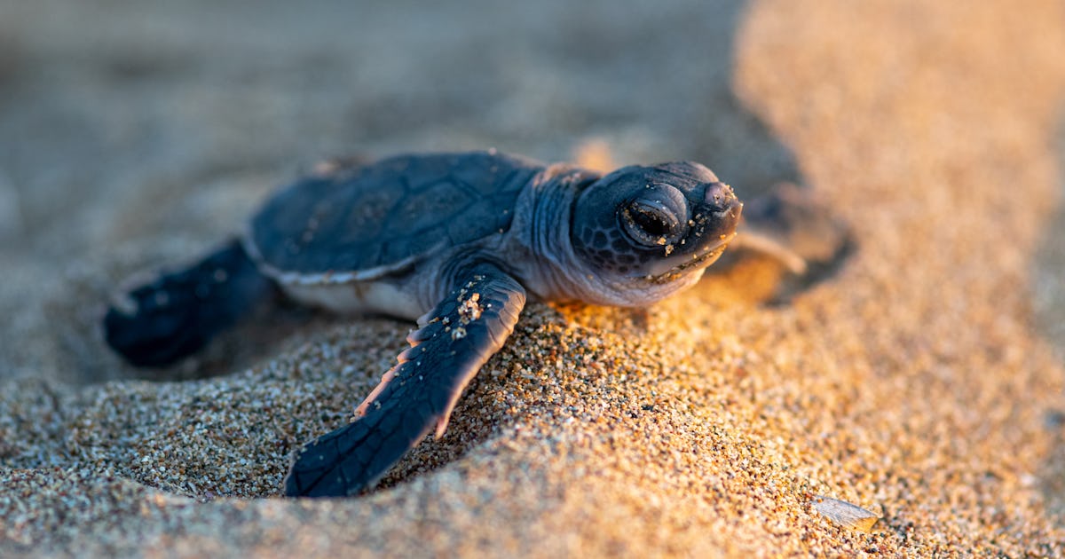 Los biólogos marinos proponen un nuevo enfoque radical para la conservación de la vida silvestre Los biólogos marinos proponen un nuevo enfoque radical para la conservación de la vida silvestre