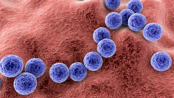 Gram-positive bacteria Streptococcus, S. pyogenes, S. agalactiae and other streptococci, the causati...