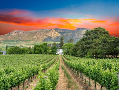 wine route cape town south africa