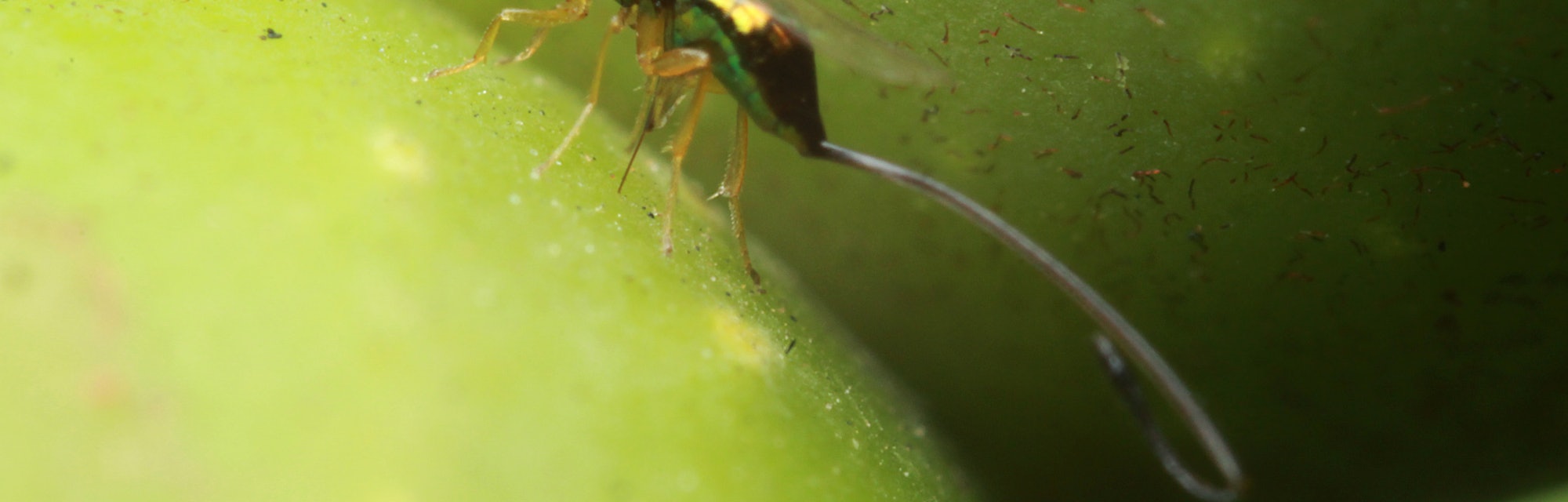 BOTANIC GARDENS, ADELAIDE, AUSTRALIA, NOVEMBER 2013: Non-pollinating fig wasp parasitoid
