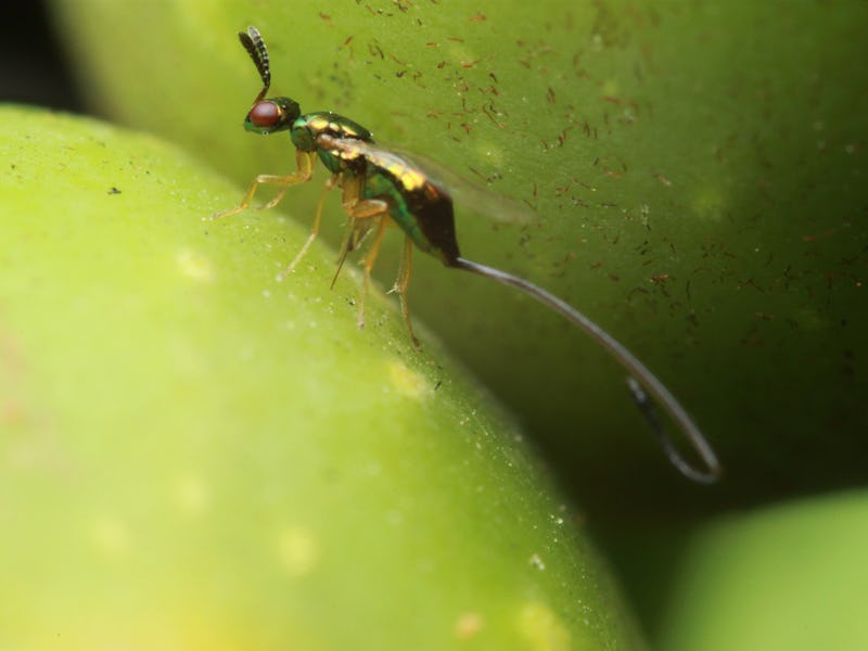BOTANIC GARDENS, ADELAIDE, AUSTRALIA, NOVEMBER 2013: Non-pollinating fig wasp parasitoid