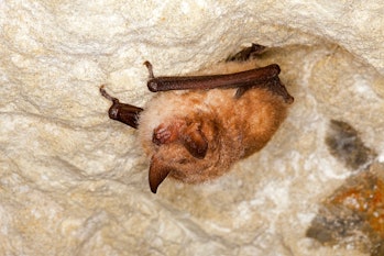 Daubenton's Bat, myotis daubentoni, Adult Hibernation, Hanging from Cave's Ceiling, Normandy   