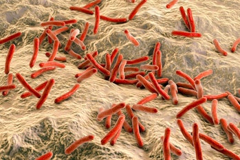 Mycobacterium leprae bacteria inside human body, close-up view. Bacteria which cause leprosy. 3D ill...