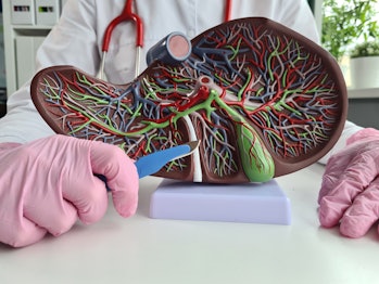 Surgeon hand holds scalpel over anatomical figure of human liver. Process of surgical treatment of l...