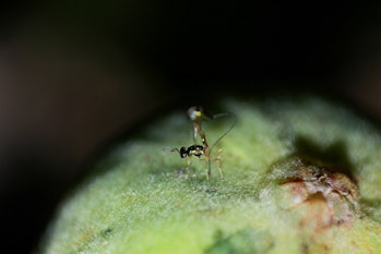 A female Apocrypta bakeri unfurling her ovipositor to drill eggs into a fig of F. hispida. Parasitic...