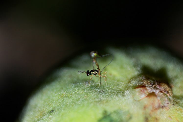 A female Apocrypta bakeri unfurling her ovipositor to drill eggs into a fig of F. hispida. Parasitic...