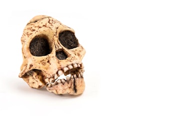 prehistoric man skull, Hominid Skull or Australopithecus africanus isolated on white background with...
