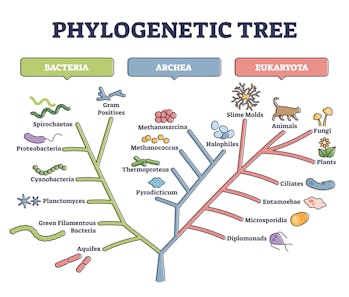 Overzichtsdiagram van een fylogenetische boom of evolutionaire classificatie.  De onderwijsschool genaamd...