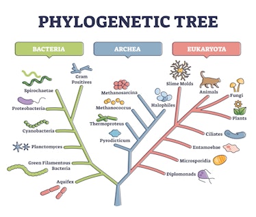 Phylogenetic tree, phylogeny or evolutionary classification outline diagram. Labeled educational sch...