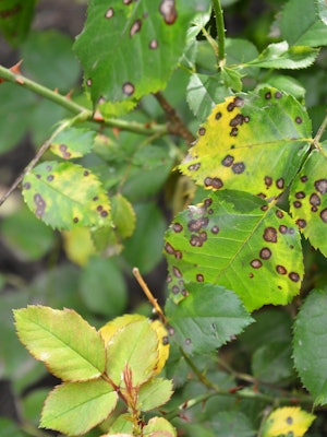A close up on a fungal rose disease black spot with infected yellow and green leaves, which should b...