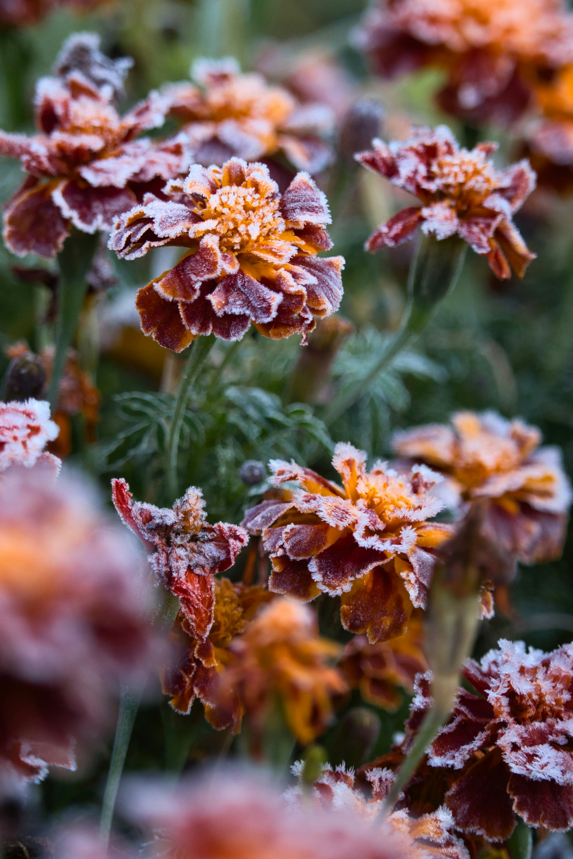 Orange and red marigolds covered in white frost on a cold morning, showcasing how to prep your garde...