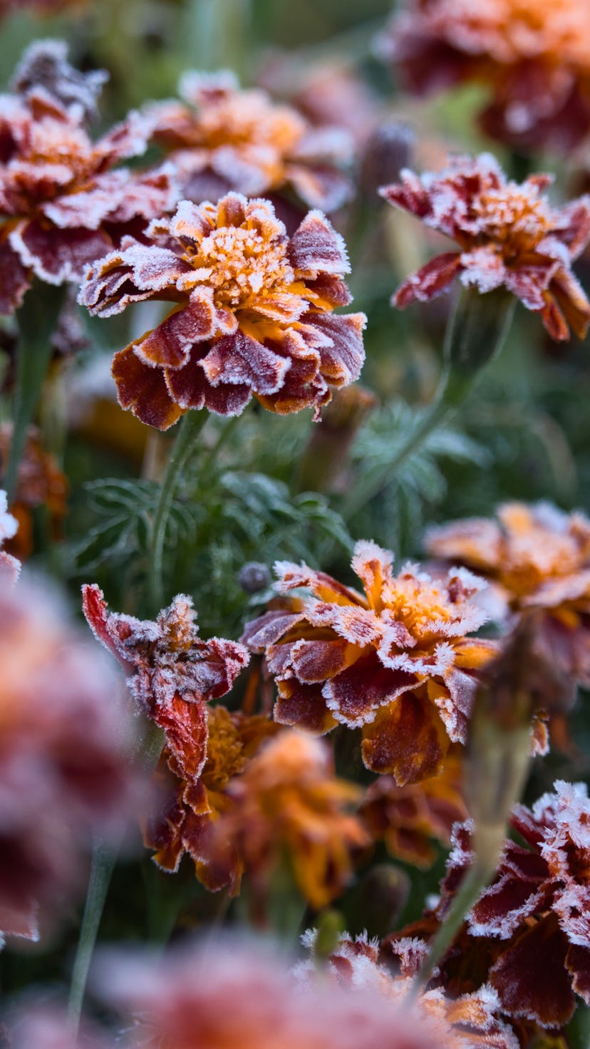 Orange and red marigolds covered in white frost on a cold morning, showcasing how to prep your garde...