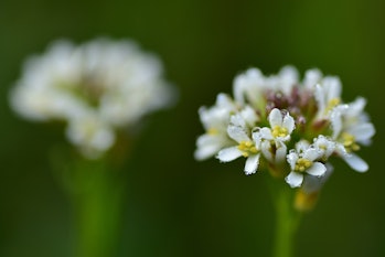 Thale cress or mouse-ear cress ( Arabidopsis thaliana ) flower with morning dew. Blurred focus. Whit...