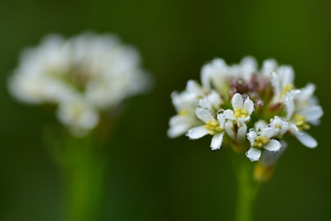 Thale cress or mouse-ear cress ( Arabidopsis thaliana ) flower with morning dew. Blurred focus. Whit...