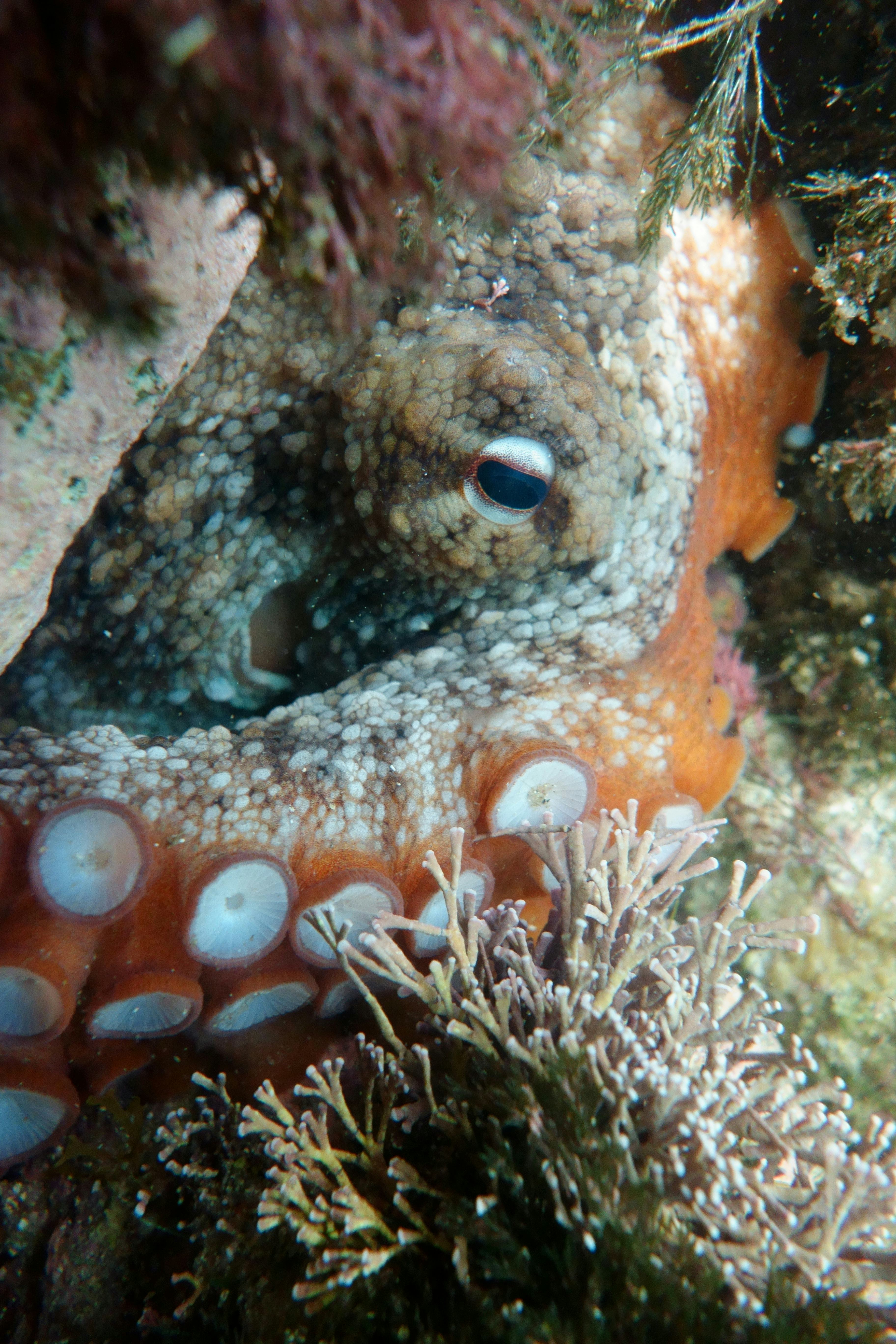 Gloomy Octopus, Octopus tetricus, Common Sydney Octopus in Sydney