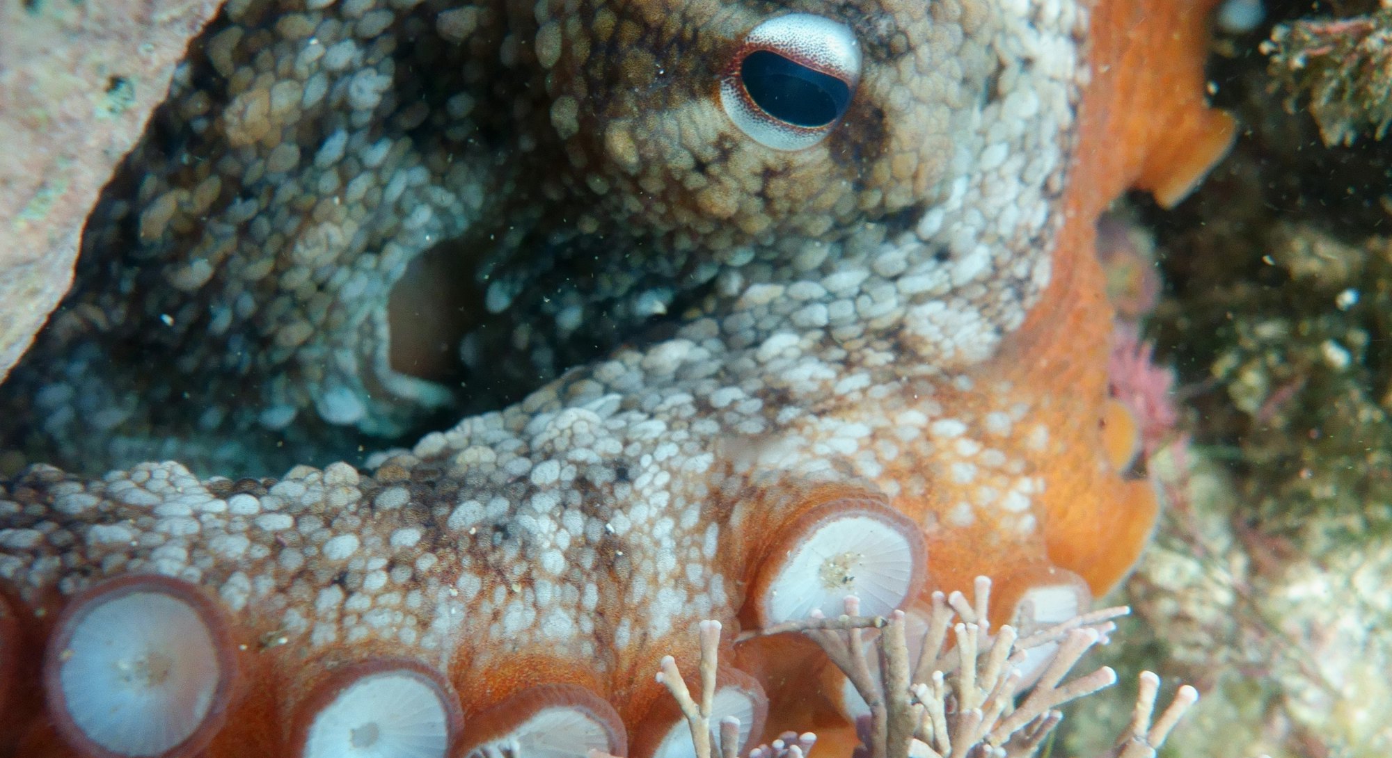 Gloomy Octopus, Octopus tetricus, Common Sydney Octopus in Sydney