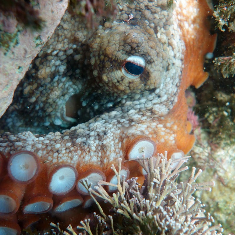 Gloomy Octopus, Octopus tetricus, Common Sydney Octopus in Sydney