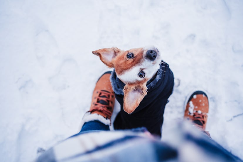 A dog in the snow for winter instagram captions.