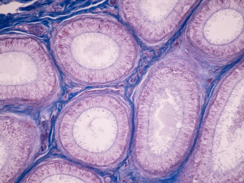 Anatomy and Histological Ovary and Testis human cells under microscope.