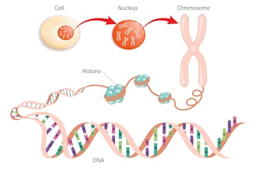 Diagram of Cell structure, Chromosome, Histone and DNA(Deoxyribonucleic Acid).