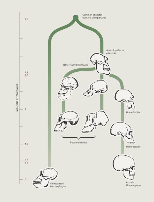 Human evolution (skulls)