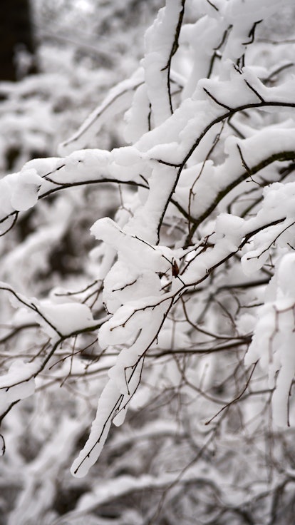 White snow on a bare tree branches on a frosty winter day, close up. Natural background. Selective b...