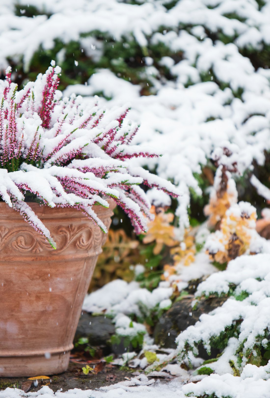 Common heather, Calluna vulgaris, in flower pot covered with snow, evergreen juniper in the backgrou...