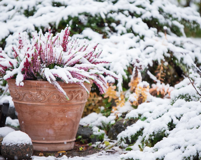 Common heather, Calluna vulgaris, in flower pot covered with snow, evergreen juniper in the backgrou...
