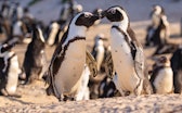 Humboldt Penguin (Spheniscus humboldti) in South Africa