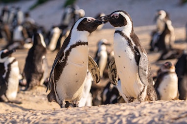 Humboldt Penguin (Spheniscus humboldti) in South Africa