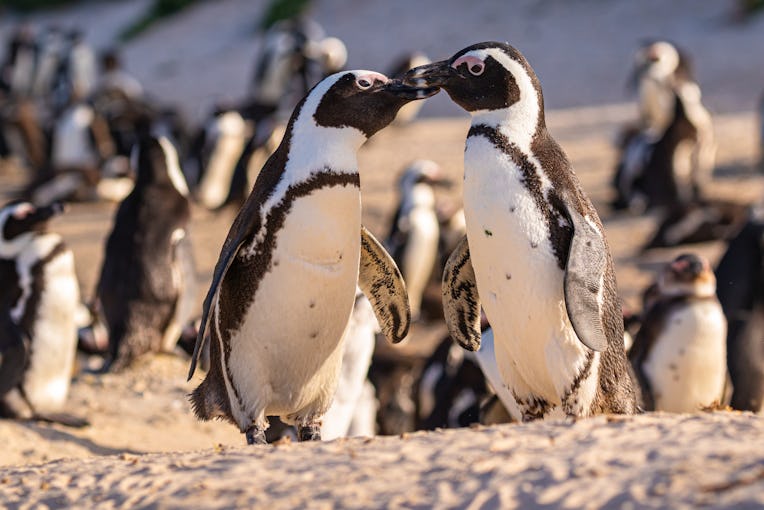 Humboldt Penguin (Spheniscus humboldti) in South Africa