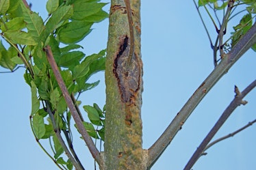 Ash, Fraxinus excelsior, close up of diseased trunk with leaves on a young sapling with the Dieback ...