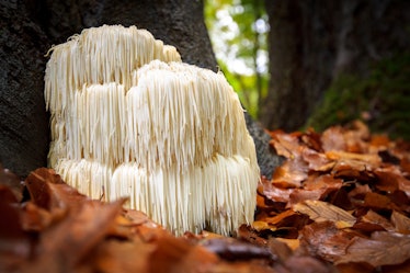 The rare Edible Lion's Mane Mushroom / Hericium Erinaceus / pruikzwam in the Forest. Beautifully rad...