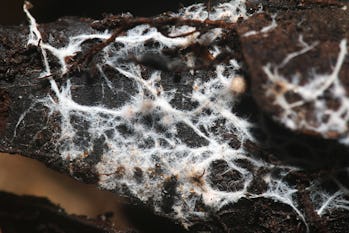 Fungal mycelium (Mycorrhizae) that provide symbiotic relationship between plants and fungi
