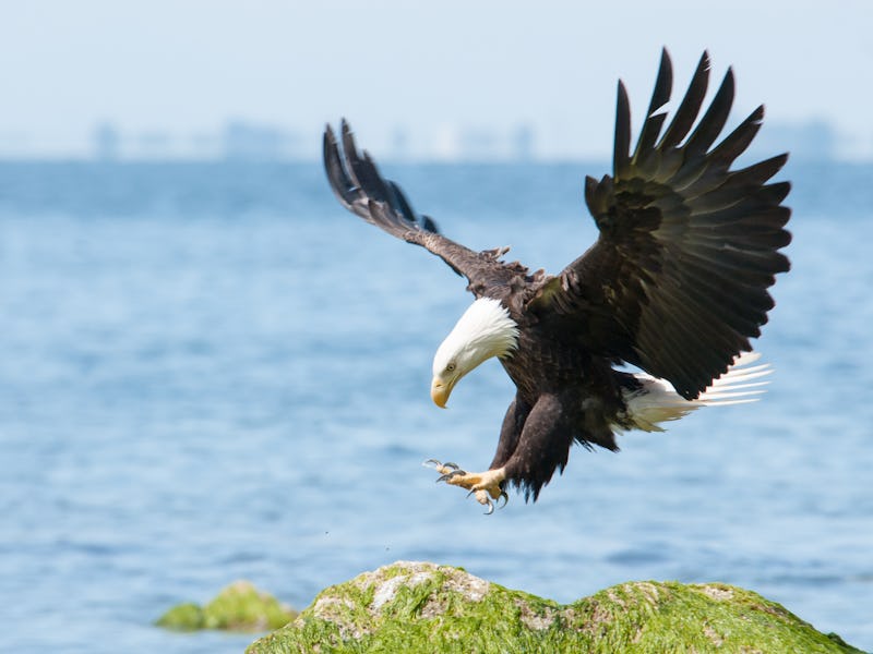 Bald eagle landing.