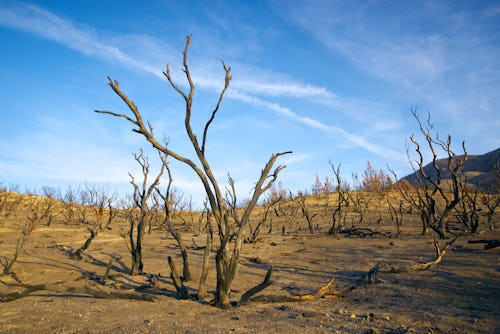 Charred tree trunks all that remain after a southern California forest fire.
